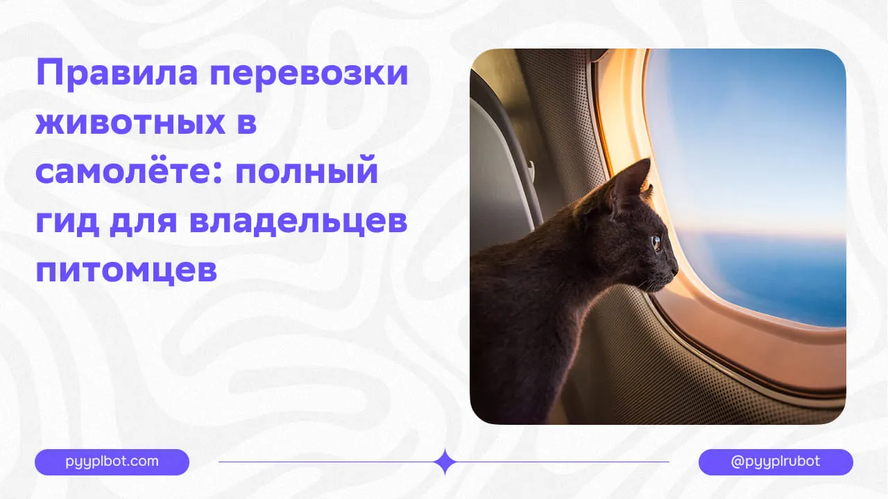 Правила перевозки животных в самолёте: полный гид для владельцев питомцев